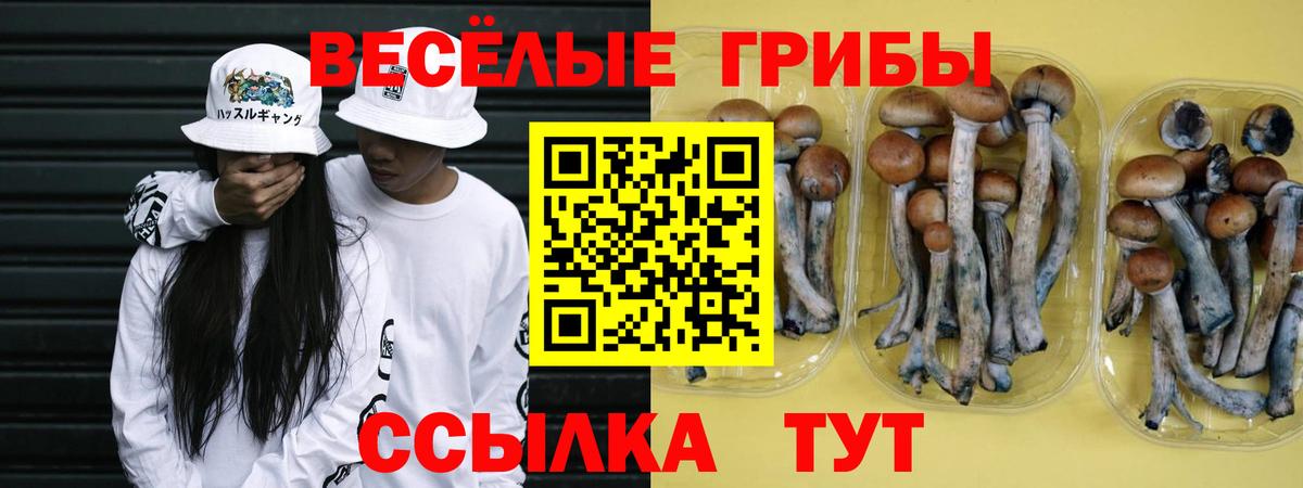 Галлюциногенные грибы Psilocybe  купить наркотик  Губаха  Вход с VPN  Псилоцибиновые грибы Magic Shrooms 